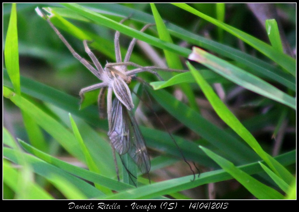 Pisaura sp. - Venafro (IS)
